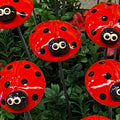 Ladybug
